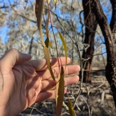 Amyema miquelii at Tarcutta, NSW - 31 Jul 2024