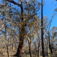 Amyema miquelii at Tarcutta, NSW - 31 Jul 2024