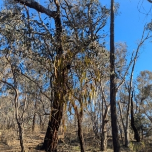 Amyema miquelii at Tarcutta, NSW - 31 Jul 2024