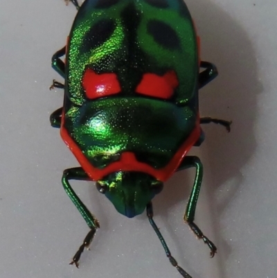 Scutiphora pedicellata (Metallic Jewel Bug) at Narrabundah, ACT - 31 Jul 2024 by RobParnell