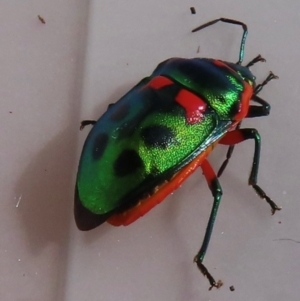 Scutiphora pedicellata at Narrabundah, ACT - 31 Jul 2024