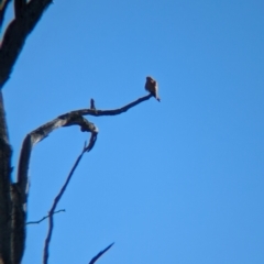 Falco cenchroides (Nankeen Kestrel) at Tarcutta, NSW - 31 Jul 2024 by Darcy