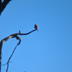 Falco cenchroides at Tarcutta, NSW - 1 Aug 2024 09:50 AM