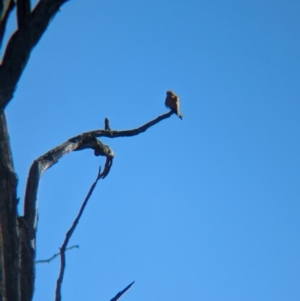 Falco cenchroides at Tarcutta, NSW - 1 Aug 2024 09:50 AM