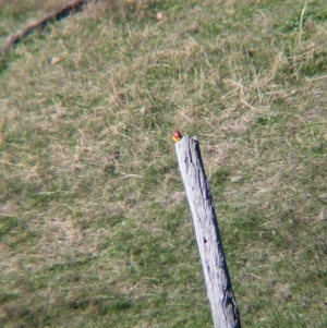 Platycercus eximius at Tarcutta, NSW - 1 Aug 2024