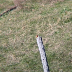 Platycercus eximius at Tarcutta, NSW - 1 Aug 2024 10:02 AM