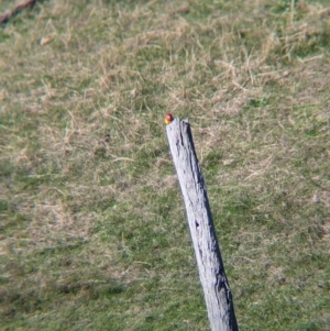 Platycercus eximius at Tarcutta, NSW - 1 Aug 2024