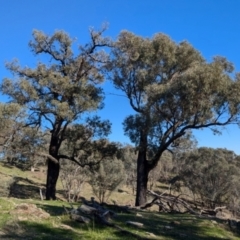 Eucalyptus sideroxylon (Mugga Ironbark) at Tarcutta, NSW - 1 Aug 2024 by Darcy