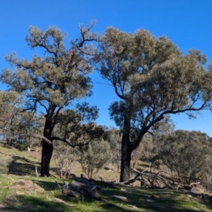 Eucalyptus sideroxylon at Tarcutta, NSW - 1 Aug 2024