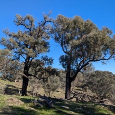 Eucalyptus sideroxylon (Mugga Ironbark) at Tarcutta, NSW - 1 Aug 2024 by Darcy