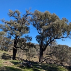 Eucalyptus sideroxylon at Tarcutta, NSW - 1 Aug 2024