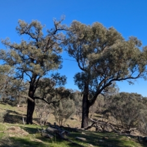 Eucalyptus sideroxylon at Tarcutta, NSW - 1 Aug 2024