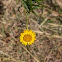 Xerochrysum viscosum (Sticky Everlasting) at Tarcutta, NSW - 1 Aug 2024 by Darcy