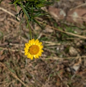 Xerochrysum viscosum at Tarcutta, NSW - 1 Aug 2024 10:17 AM