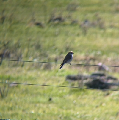 Microeca fascinans (Jacky Winter) at Tarcutta, NSW - 1 Aug 2024 by Darcy