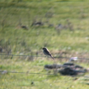 Microeca fascinans at Tarcutta, NSW - 1 Aug 2024 10:28 AM