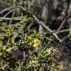 Acacia paradoxa (Kangaroo Thorn) at Tarcutta, NSW - 1 Aug 2024 by Darcy