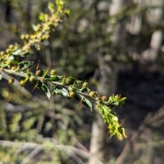 Acacia paradoxa at Tarcutta, NSW - 1 Aug 2024