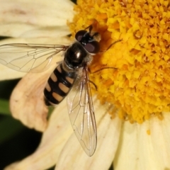 Melangyna collata (A hover fly) at West Wodonga, VIC - 30 Jul 2024 by KylieWaldon