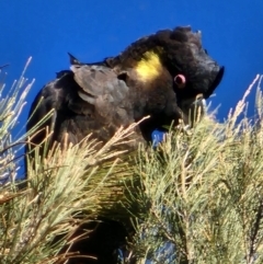 Zanda funerea (Yellow-tailed Black-Cockatoo) at Holder, ACT - 1 Aug 2024 by Steve818