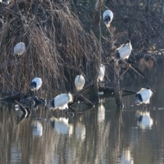 Threskiornis molucca (Australian White Ibis) at South Albury, NSW - 31 Jul 2024 by KylieWaldon