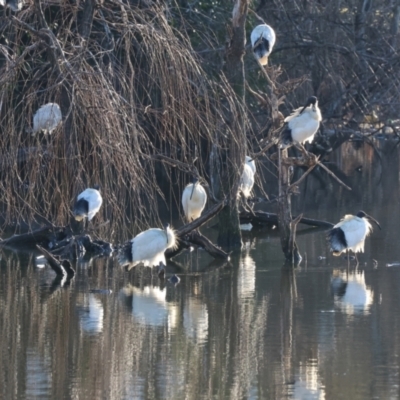 Threskiornis molucca (Australian White Ibis) at South Albury, NSW - 1 Aug 2024 by KylieWaldon