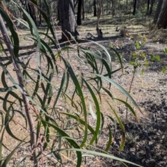 Acacia implexa (Hickory Wattle, Lightwood) at Tarcutta, NSW - 1 Aug 2024 by Darcy