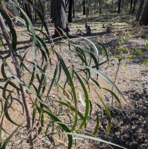Acacia implexa at Tarcutta, NSW - 1 Aug 2024 11:05 AM