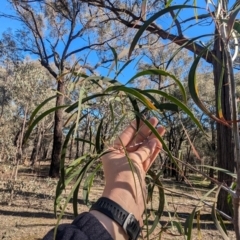 Acacia implexa at Tarcutta, NSW - 1 Aug 2024