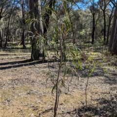 Acacia implexa at Tarcutta, NSW - 1 Aug 2024