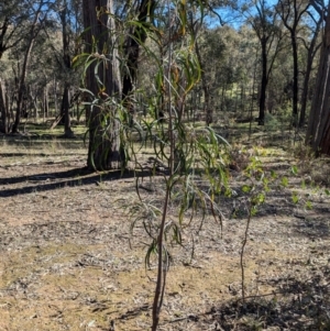 Acacia implexa at Tarcutta, NSW - 1 Aug 2024