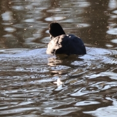 Fulica atra (Eurasian Coot) at South Albury, NSW - 31 Jul 2024 by KylieWaldon