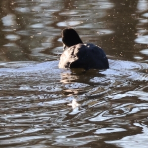 Fulica atra at South Albury, NSW - 1 Aug 2024 08:35 AM