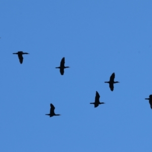 Phalacrocorax carbo at South Albury, NSW - 1 Aug 2024