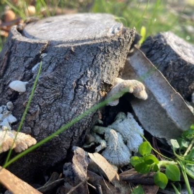 Schizophyllum commune (Split Gill Fungus) at Acton, ACT - 2 Aug 2024 by JTran