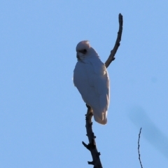 Cacatua sanguinea (Little Corella) at South Albury, NSW - 1 Aug 2024 by KylieWaldon