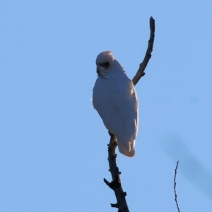 Cacatua sanguinea at South Albury, NSW - 1 Aug 2024 08:41 AM