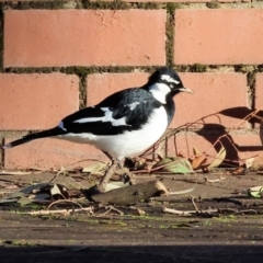 Grallina cyanoleuca (Magpie-lark) at South Albury, NSW - 31 Jul 2024 by KylieWaldon