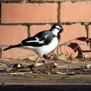 Grallina cyanoleuca at South Albury, NSW - 1 Aug 2024 08:42 AM