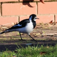 Grallina cyanoleuca at South Albury, NSW - 1 Aug 2024 08:42 AM