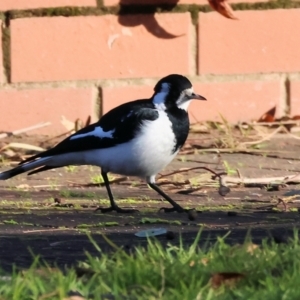 Grallina cyanoleuca at South Albury, NSW - 1 Aug 2024 08:42 AM