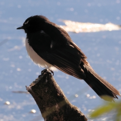 Rhipidura leucophrys (Willie Wagtail) at South Albury, NSW - 1 Aug 2024 by KylieWaldon