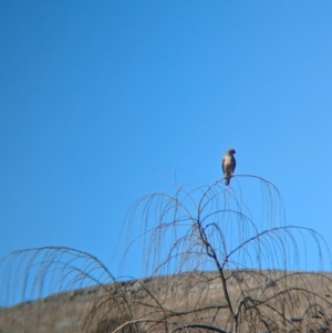 Falco berigora at Kyeamba, NSW - 1 Aug 2024 02:35 PM