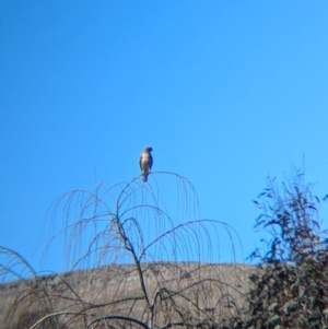 Falco berigora at Kyeamba, NSW - 1 Aug 2024