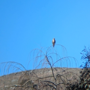 Falco berigora at Kyeamba, NSW - 1 Aug 2024