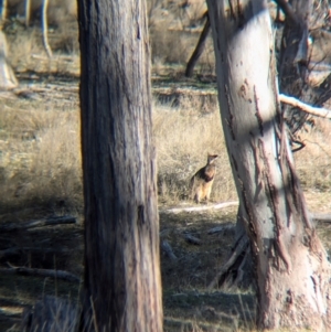 Wallabia bicolor at Kyeamba, NSW - 1 Aug 2024 03:08 PM