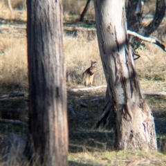 Wallabia bicolor at Kyeamba, NSW - 1 Aug 2024 03:08 PM