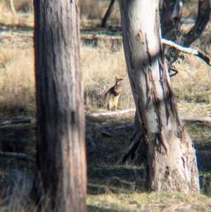 Wallabia bicolor at Kyeamba, NSW - 1 Aug 2024 03:08 PM