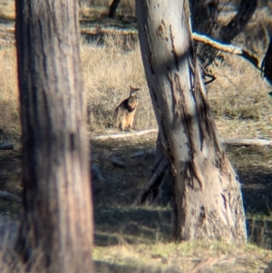 Wallabia bicolor at Kyeamba, NSW - 1 Aug 2024 03:08 PM