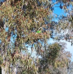 Glossopsitta concinna (Musk Lorikeet) at Wirlinga, NSW - 1 Aug 2024 by RobCook